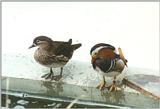 Birds from El Paso Birdpark - mandarin ducks3.jpg