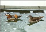 Birds from El Paso Birdpark - mandarin ducks4.jpg