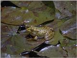 Some amphibians - Marsh Frog 2.jpg