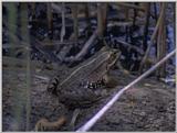 Some amphibians - Marsh Frog 3.jpg