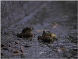 Some amphibians - Marsh Frogs 1.jpg