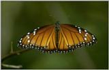 Re: req: insect pix - monarch butterfly (Danaus plexippus) - monarch.jpg