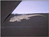 Lizards - Moorish Gecko 1.jpg -- Tarentola mauritanica