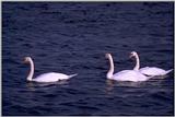 Birds from Europe and the rest of the world - Mute Swan (Cygnus olor) - MuteSwans.jpg