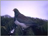 Birds from Europe and the rest of the world - New Zealand Pigeon, Kereru