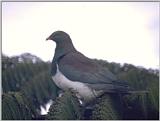 Doves - New Zealand Pigeon