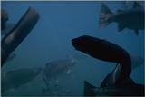 Underwater photographs - longfinned eel.jpg
