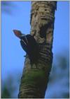Birds from Europe and the rest of the world - Pale-billed woodpecker (Campephilus guatemalensis)