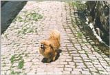 Animals from Portugal - portuguese guarddog.jpg