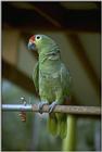 Re: i am looking for parrots - Red-lored Parrot (Amazona autumnalis)