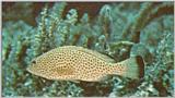 ...Re: Looking for Caribbean Tropical Fish the more colorful the better - red hind.jpg - red hind (