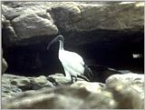 Re: Sacred Ibis - sacred ibis.jpg (0/1)