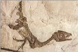 Re: Req: Prehistoric Animals - Scipionyx samniticus.jpg