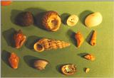 Animals from La Palma - Shells1.jpg
