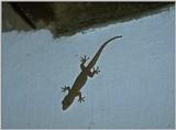 REQ Lizards - small madagascar gecko.jpg