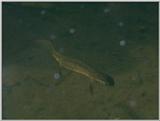 Some amphibians - Smooth Newt 1.jpg