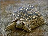 Re: TURTLE PIC - leopard tortoise.jpg