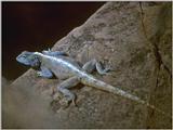 Lizards - Southern Rock Agama 2.jpg