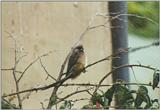 Birds from El Paso Birdpark - speckled mousebird1.jpg
