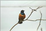 Birds from El Paso Birdpark - superb starling2.jpg