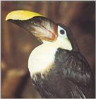 Chestnut-mandibled Toucan or Swainson’s Toucan (Ramphastos swainsonii)
