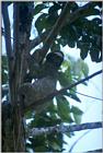 Re: Looking for sloth pictures - 3 toed sloth 2.jpg
