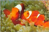 WWF Postcard - tomato anemonefish.jpg