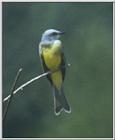 Birds from Europe and the rest of the world - TropicalKingbird.jpg