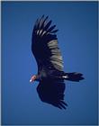 Birds from Europe and the rest of the world - turkey vulture