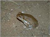 Some amphibians - Unidentified African Toad 1