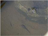 Some amphibians - Unidentified Frog with tadpoles 1