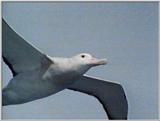 Re: Request: Albatross - wandering albatross3.jpg