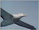 Re: Request: Albatross - wandering albatross4.jpg