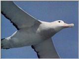 Re: Request: Albatross - wandering albatross 5.jpg