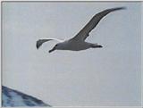 Re: Request: Albatross - wandering albatross 6.jpg