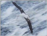 Re: Request: Albatross - wandering albatross 7.jpg