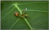 Re: req: insect pix - wasp with spider.jpg