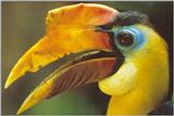 WWF Postcard - Aceros corrugatus - wrinkled hornbill.jpg
