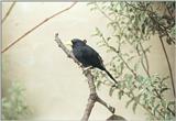 Birds from El Paso Birdpark - cacique1.jpg