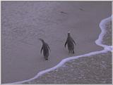 Re: Looking For Penguin Pictures - Yellow-eyed Penguins (Megadyptes antipodes)