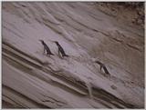Re: Looking For Penguin Pictures - Yellow-eyed Penguins (Megadyptes antipodes)