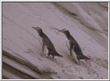 Birds from Europe and the rest of the world - Yellow-eyed Penguins (Megadyptes antipodes)