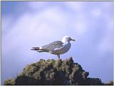 Birds from Europe and the rest of the world - Yellowlegged Gull.jpg