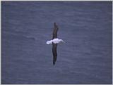 Royal Albatross - albatros2.jpg