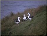 Royal Albatross - albatros3.jpg