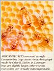 Re: Bee's picture - bijen.jpg
