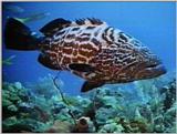 Underwater Vidcaps - black grouper.jpg