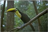 Birds from Europe and the rest of the world - chm toucan.jpg