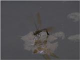 Re: req: insect pix - egglaying dragonfly.jpg