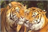 WWF Postcard - friendly tigers.jpg